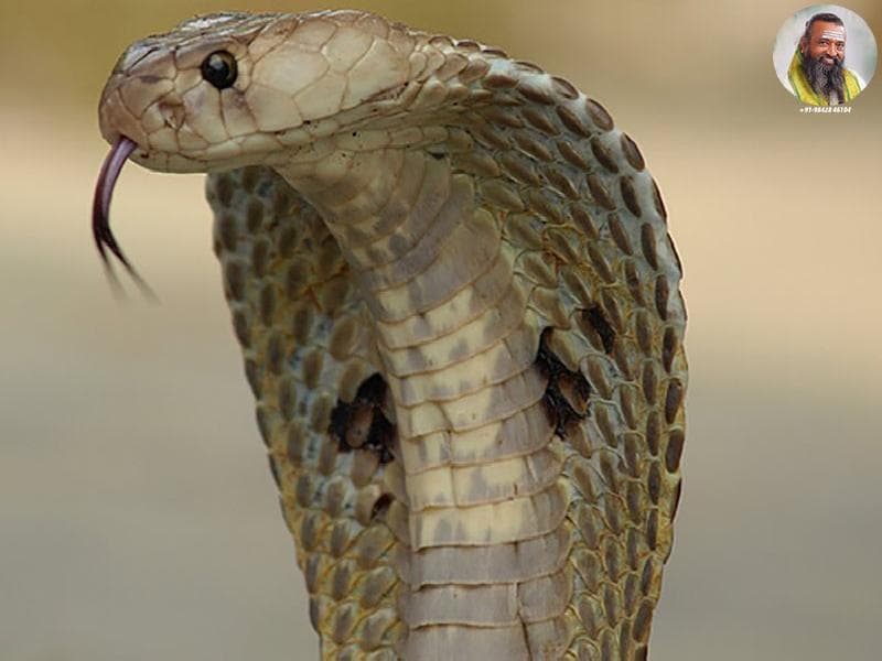 நாக தோசம் நீங்க,புற்று நோய் குணமாக கருட மந்திரம் நாக தோசம் நீக்கும் கருட வழிபாடு