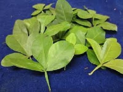 வில்வம்