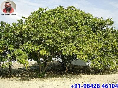 மரங்களின் மகத்துவம்