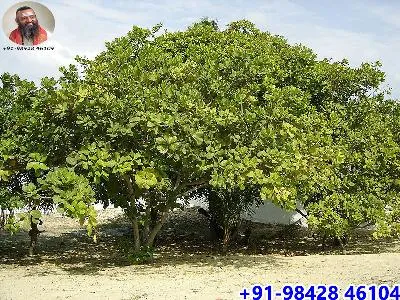 மரங்களின் மகத்துவம்